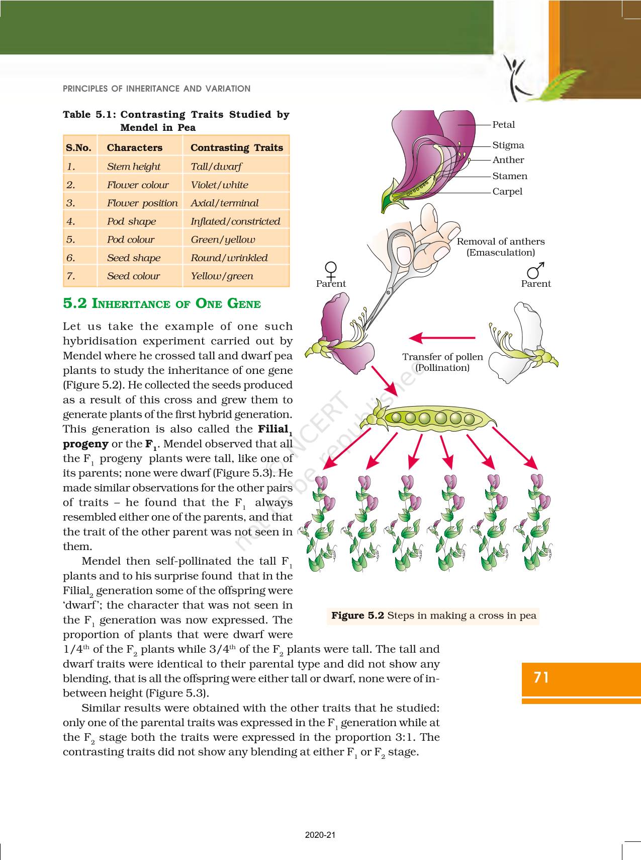 Principles Of Inheritance And Variation Ncert Book Of Class 12 Biology 9002